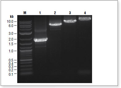 ProtoScript® II First Strand cDNA Synthesis Kit |
