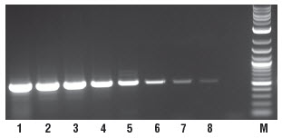 OneTaq® 一步法 RT-PCR 试剂盒 |