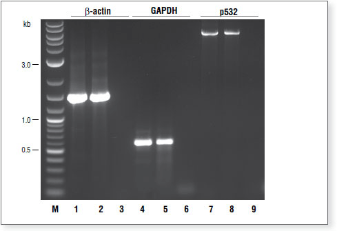 OneTaq® RT-PCR 试剂盒 |