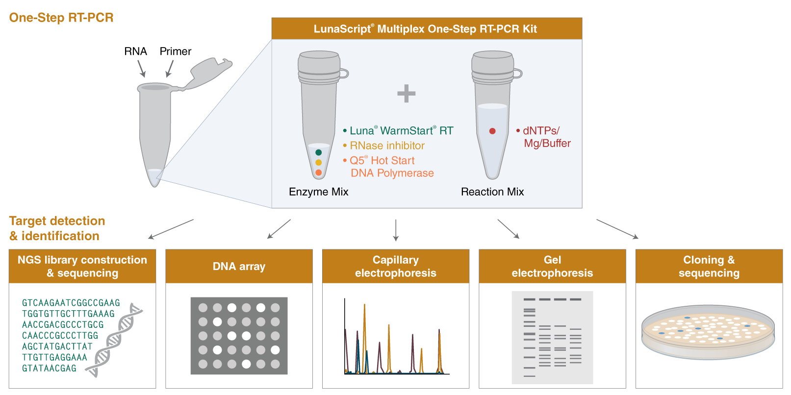 LunaScript® 一步法多重 RT-PCR 试剂盒 |