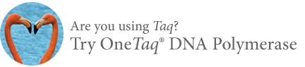 Taq DNA 聚合酶（提供标准 Taq 缓冲液） |