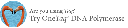 Taq DNA 聚合酶(提供标准 Taq 缓冲液) |