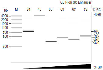 Q5® 热启动超保真 DNA 聚合酶 |