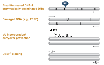 Q5U® 热启动超保真 DNA 聚合酶 |