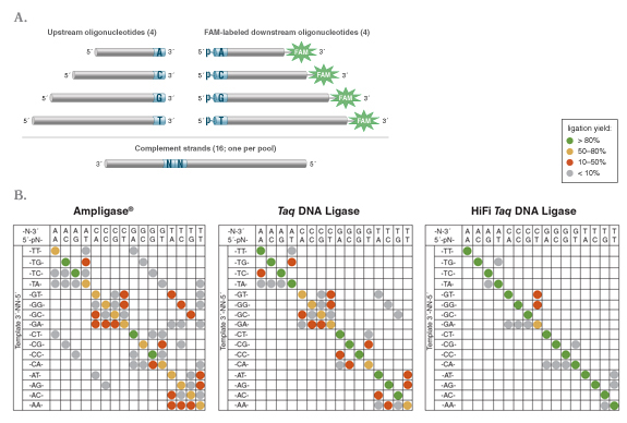 Taq 高保真 DNA 连接酶 |