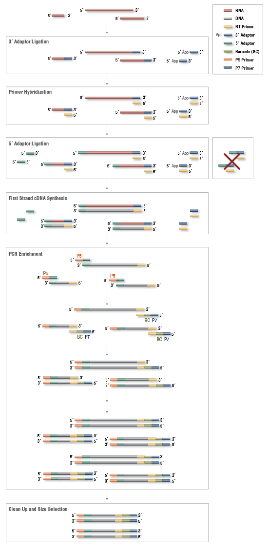 Next&reg; Small RNA 单样本文库制备试剂盒（1 种 Index 引物，与多样本兼容）  |