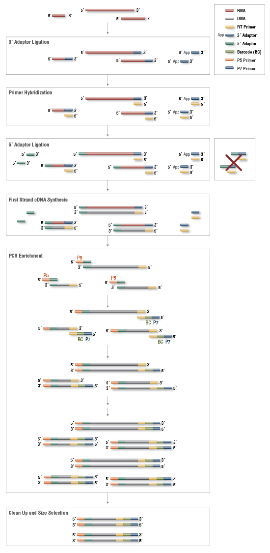Next® Small RNA 单样本文库制备试剂盒(1 种 Index 引物,与多样本兼容) |