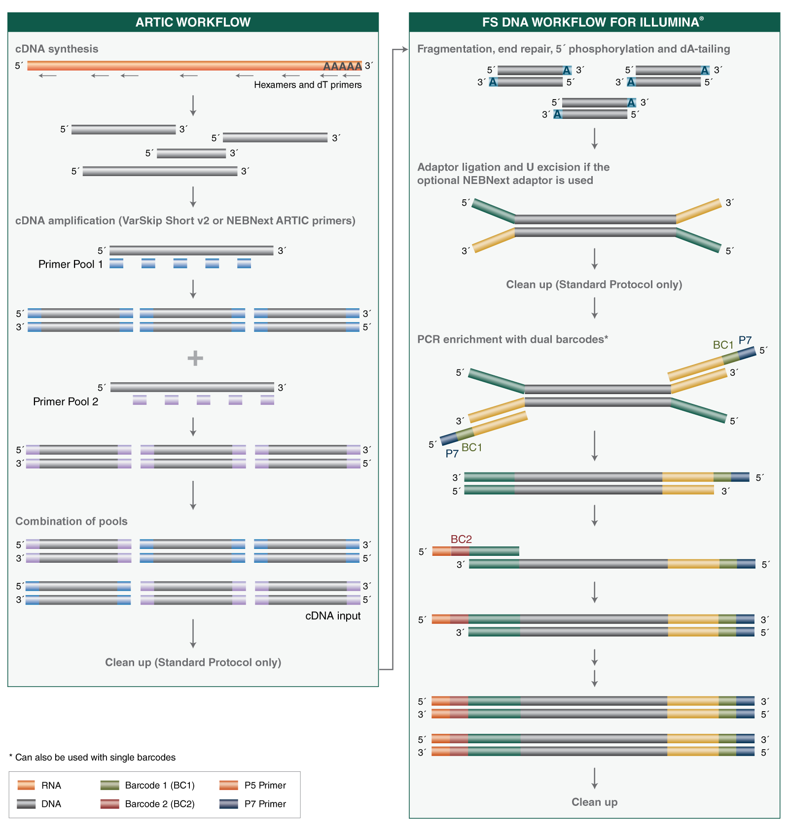 Next® ARTIC SARS-CoV-2 FS Library Prep Kit (Illumina®) |