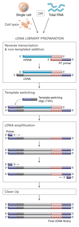 Next® Single Cell/Low Input cDNA Synthesis & Amplification Module |