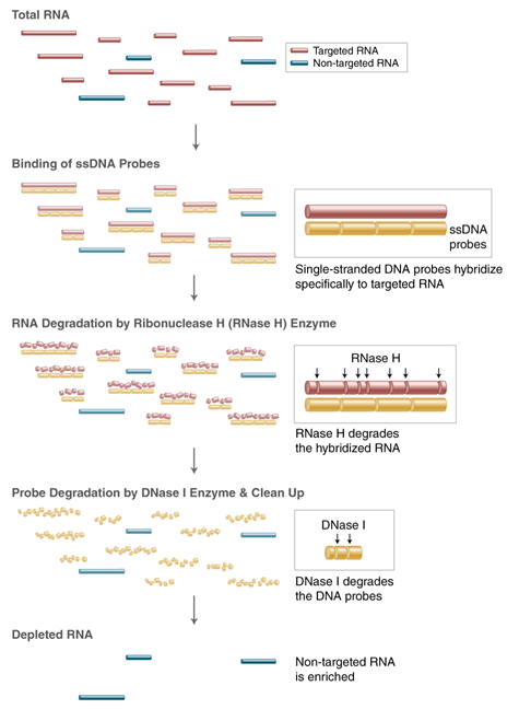 Next® RNA Depletion Core Reagent Set with RNA Sample Purification Beads |
