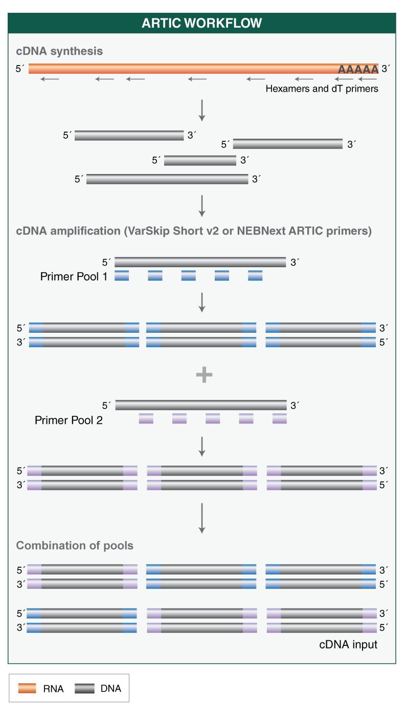 Next® ARTIC SARS-CoV-2 RT-PCR Module |