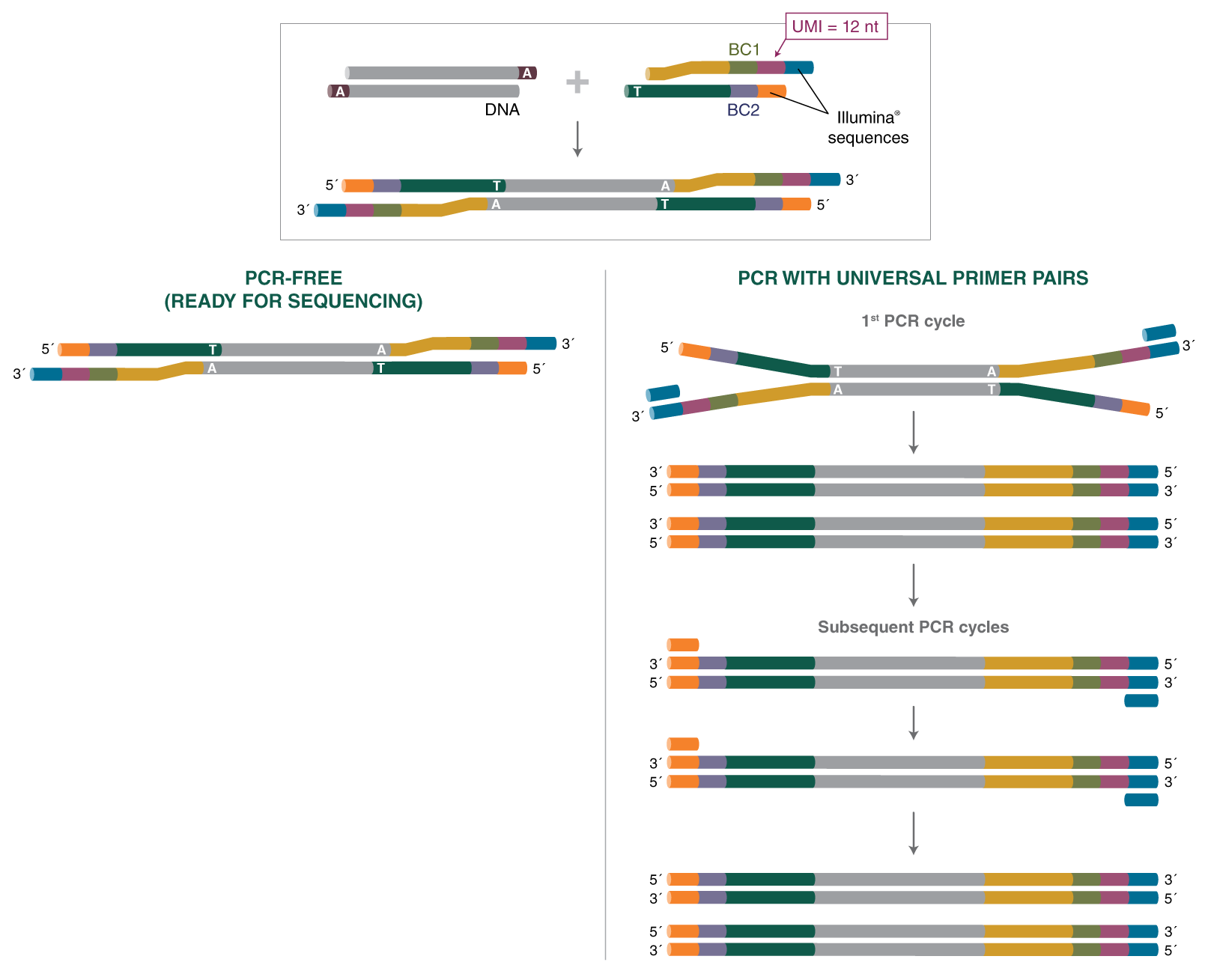 Next® Multiplex Oligos for Illumina® (Unique Dual Index UMI Adaptors DNA Set 3) |