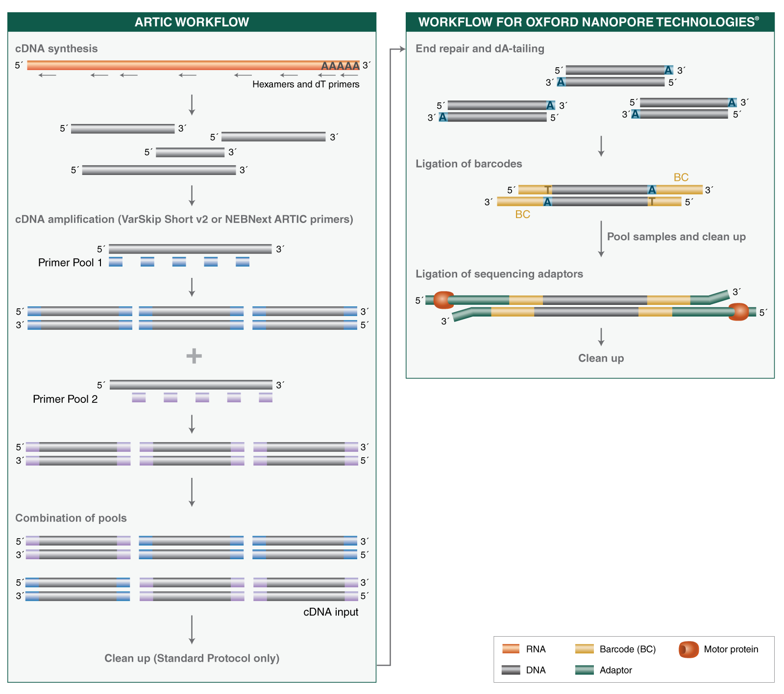 Next® ARTIC SARS-CoV-2 Companion Kit (Oxford Nanopore Technologies®) |