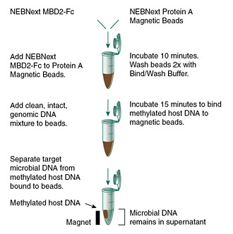 Next® 微生物 DNA 富集试剂盒  |