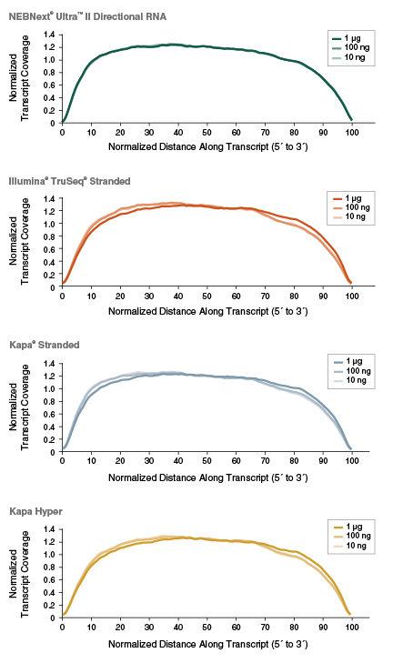 Next Ultra II Directional RNA Library Prep with Sample Purification Beads |