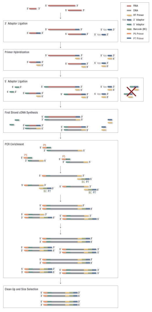 Next Small RNA 多样本文库制备试剂盒（48 种 Index 引物） |