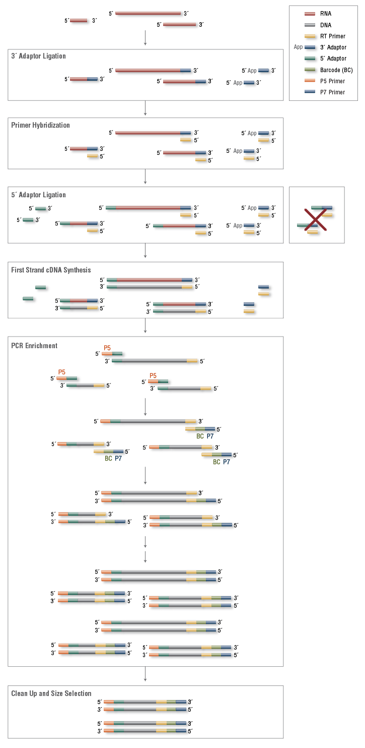 Next® Small RNA 多样本文库制备试剂盒 1(12 种 Index 引物) |