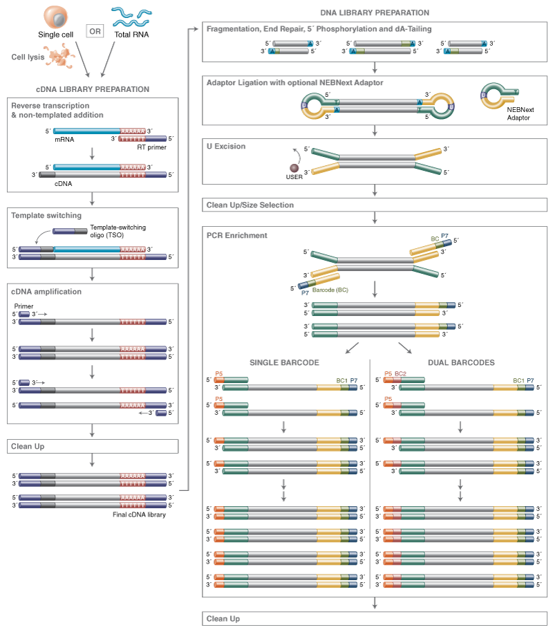 Next® Single Cell/Low Input RNA Library Prep Kit for Illumina® |