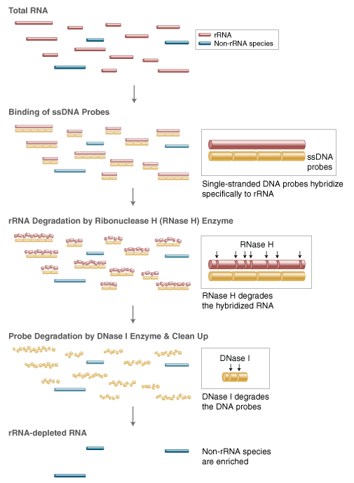 Next® rRNA Depletion Kit v2 (Human/Mouse/Rat) with RNA Sample Purification Beads |