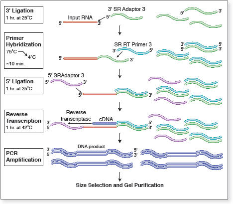 Next® Multiplex Small RNA Library Prep Set for SOLiD™ (Set 1) |