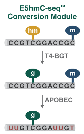 Next® 5hmC 甲基化建库酶学转化法模块 |
