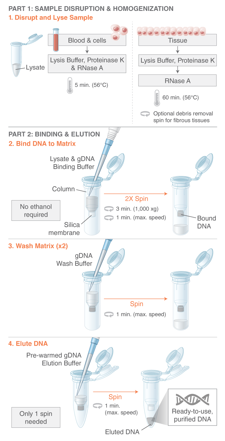Monarch® 基因组 DNA 提取试剂盒 |