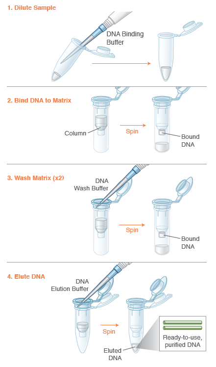 Monarch PCR & DNA 纯化试剂盒（5 μg）| 纯化试剂盒 |