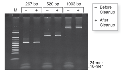 Monarch PCR & DNA 纯化试剂盒（5 μg）| 纯化试剂盒 |