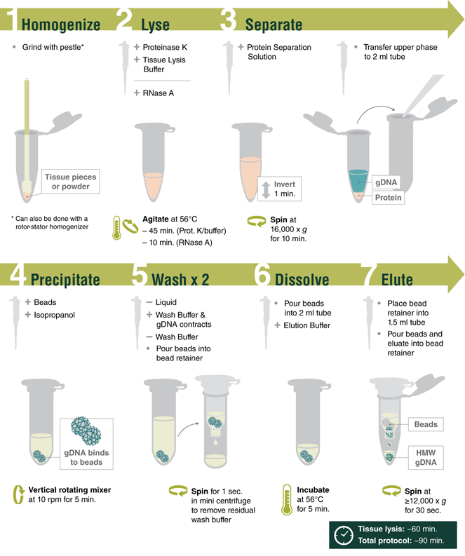 Monarch® HMW DNA Extraction Kit for Tissue |