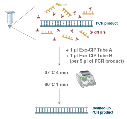 Exo-CIP™ 快速 PCR 纯化试剂盒 |