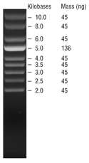 超螺旋 DNA Ladder  |