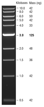 Quick-Load® 紫色 1 kb DNA Ladder |