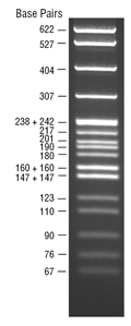 pBR322 DNA-MspI 消化 |