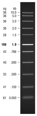 Fast DNA Ladder  |