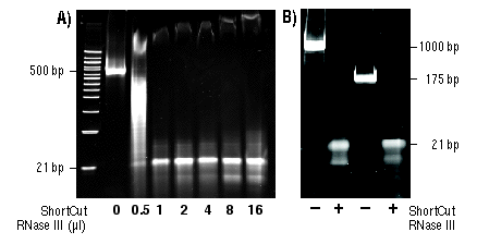 ShortCut® RNase III |