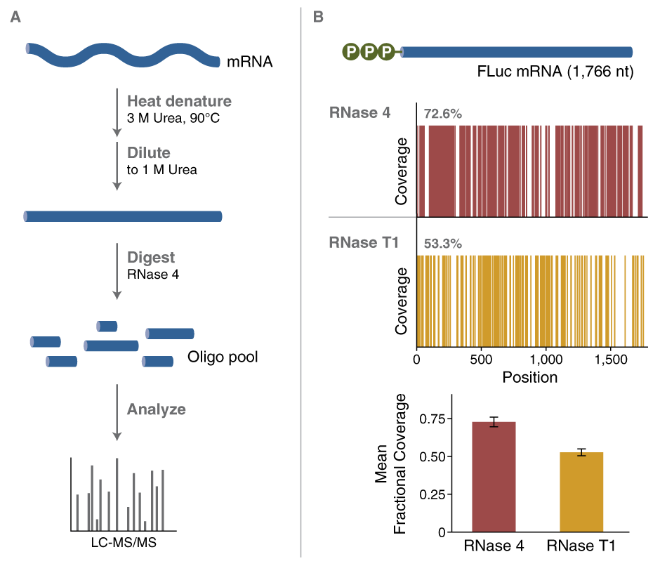 ​RNase 4 |