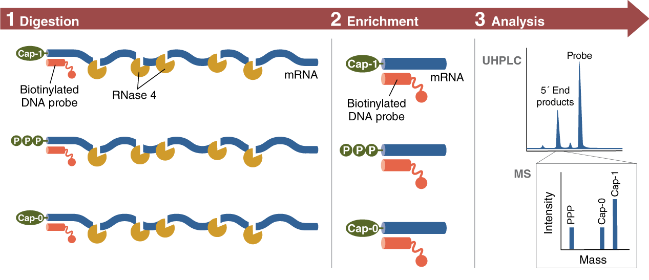 ​RNase 4 |