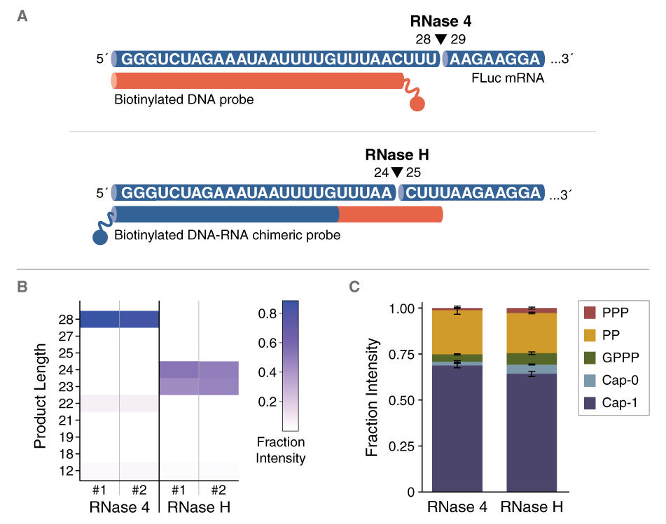 ​RNase 4 |