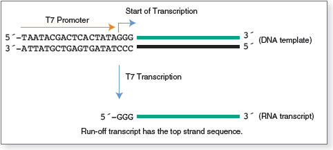 HiScribe® T7 Quick High Yield RNA Synthesis Kit |