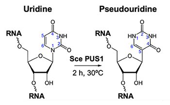 Sce PUS1 |