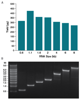 Monarch® RNA 纯化离心柱（500 µg） |