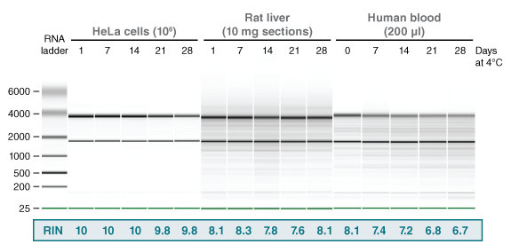 Monarch® DNA/RNA 保护试剂 |