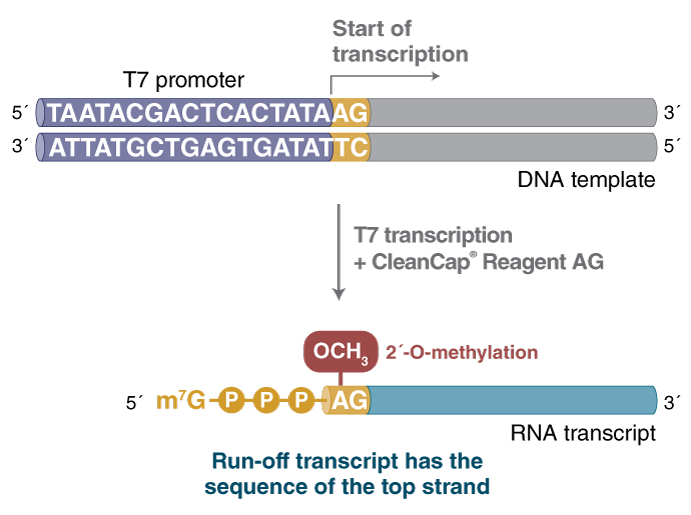 HiScribe® T7 mRNA Kit with CleanCap® Reagent AG |