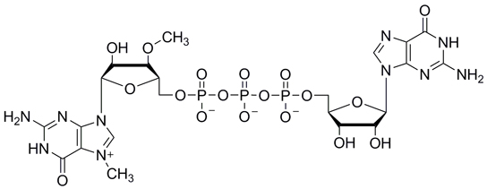 HiScribe® T7 ARCA mRNA Kit |