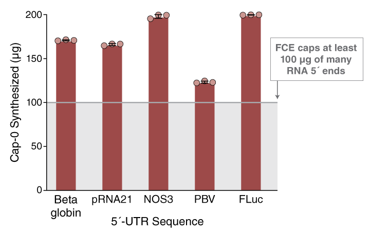 Faustovirus Capping Enzyme |