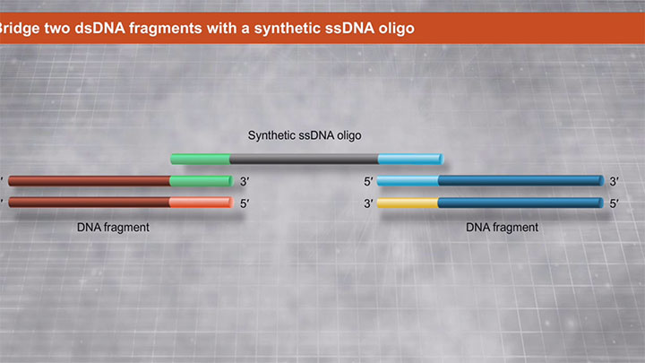 uilder® 高保真 DNA 组装预混液 | 基因组装 |