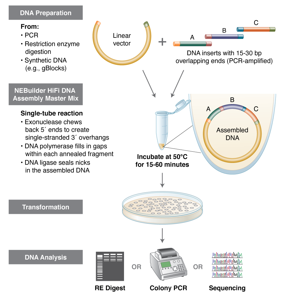 uilder® 高保真 DNA 组装克隆试剂盒 |