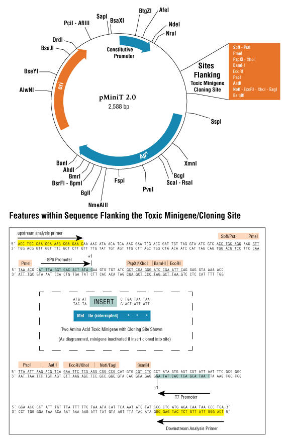 PCR 克隆试剂盒（不含感受态细胞） |
