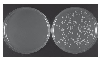 PCR 克隆试剂盒 |