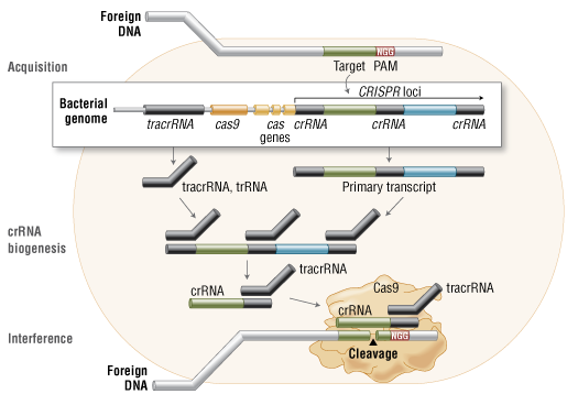 Spy Cas9 核酸酶 |